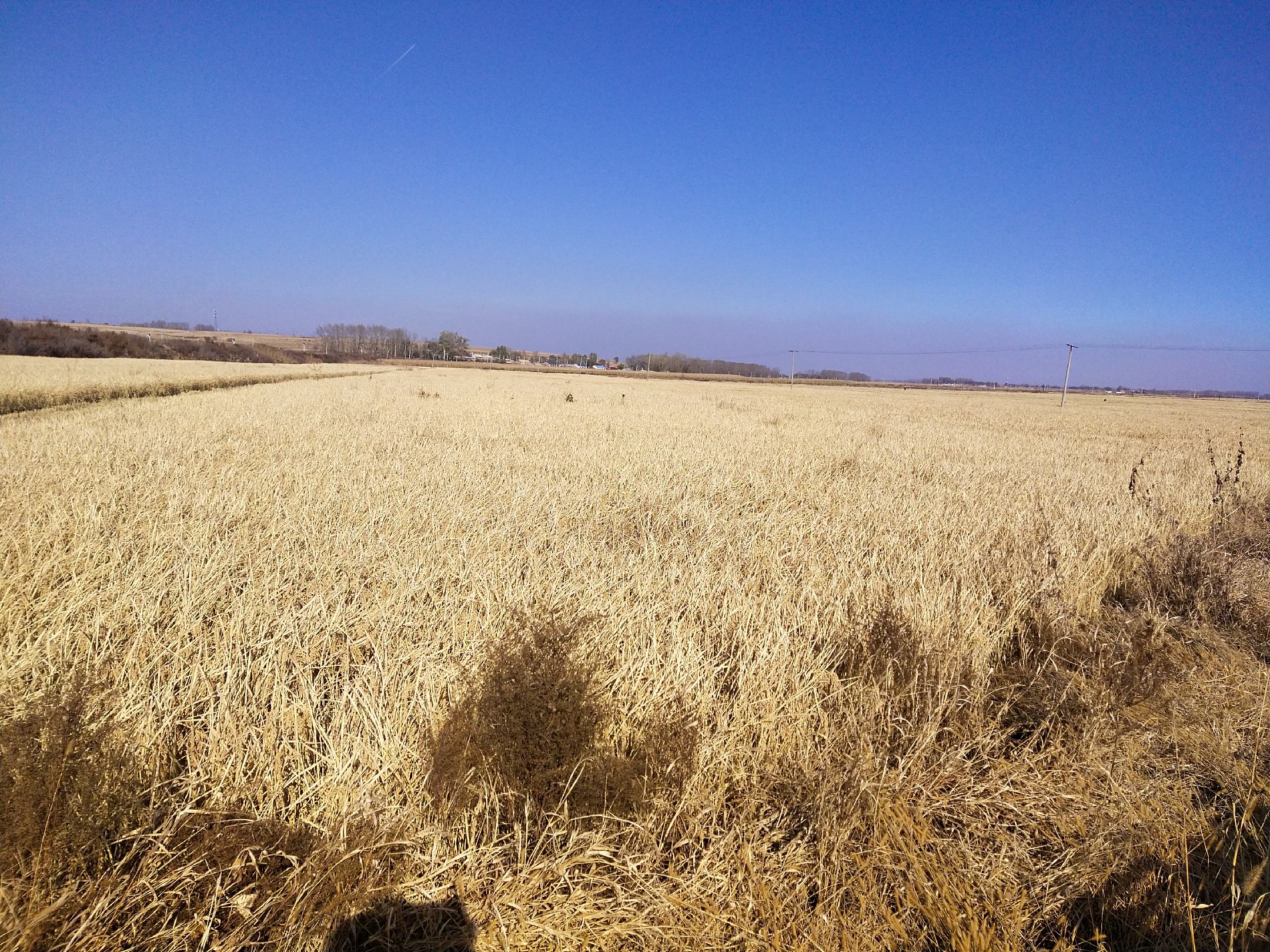 秋季黄瓜采摘现场