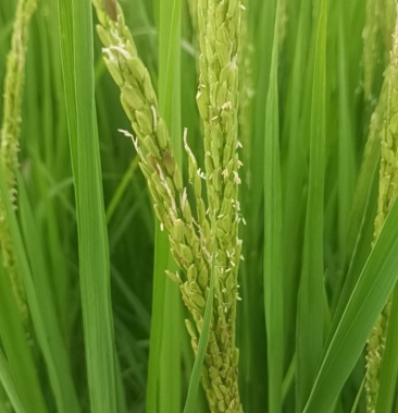 [稻谷批发]水稻龙洋16价格1.60元/斤 - 一亩田