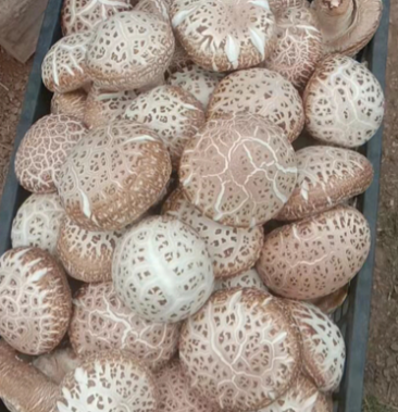 [花菇批发]大花菇价格15.00元/斤 - 一亩田