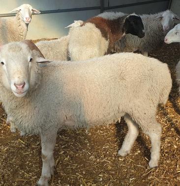 小尾寒羊串自己留的种公羊十一个月左右130150斤