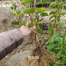 茉莉花苗半成品裸根苗/不带花苞/产地现挖现发/全国发货
