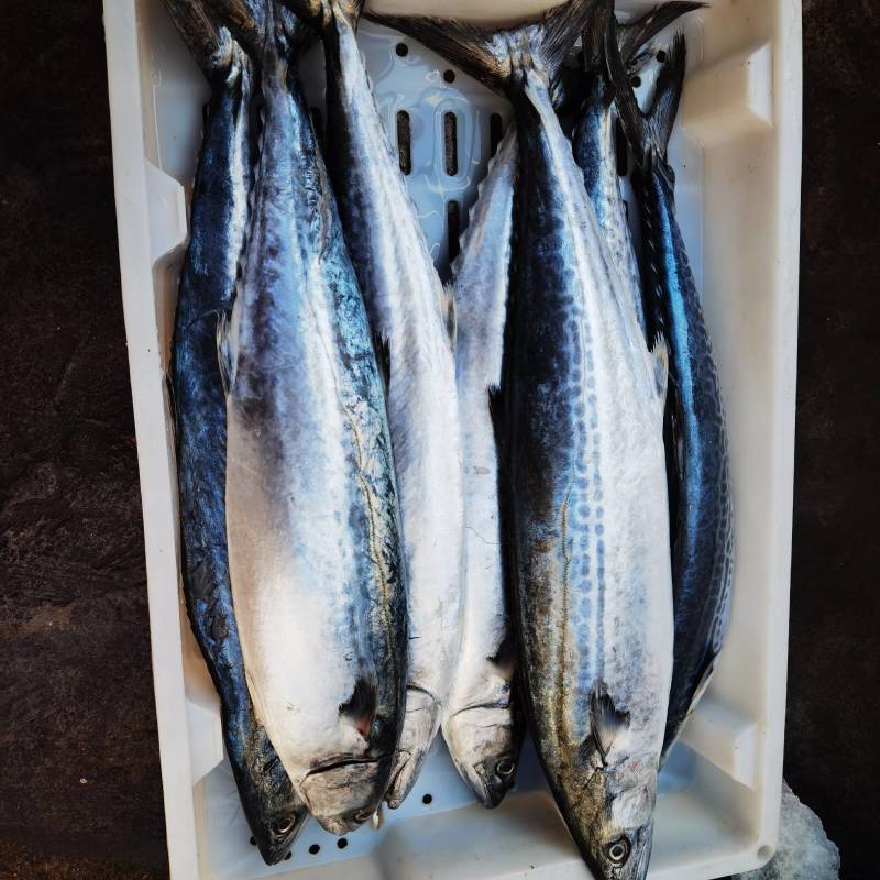 青岛沙子口当地新鲜鲅鱼
