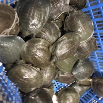 商品外塘鱼，价格优惠