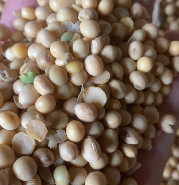 进口白巴西大豆净粮装车蛋白40