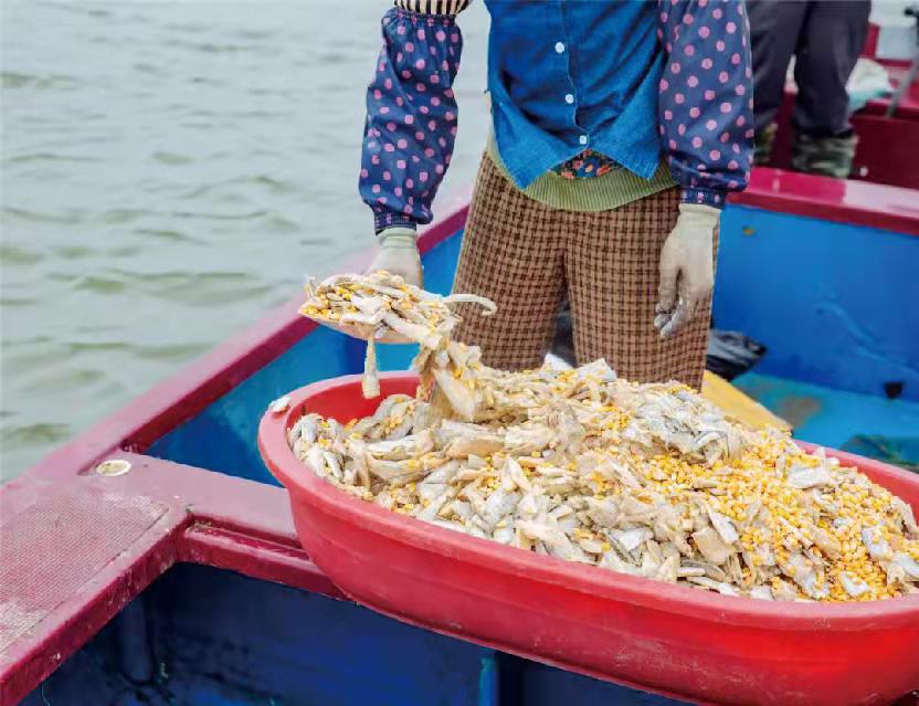 大闸蟹捕捞现场