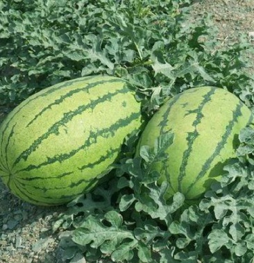 新郑杂五号西瓜种子农家种植早熟品种丰产红甜度高红壤西瓜种