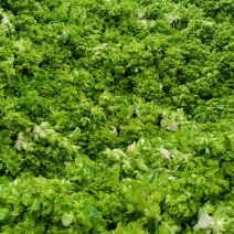 我有400亩儿菜