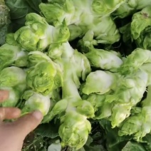 广安武胜基地儿菜净菜儿菜毛菜儿菜