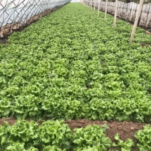 唐山滦南大棚散叶生菜，精品生菜大量上市。质量好价格便宜。