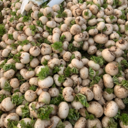 四川资阳雁江区圆萝卜产地行情