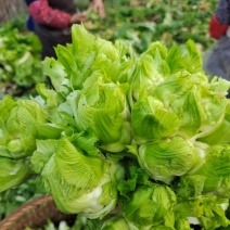 儿菜大量上市，无冒苔无红顶，叶片清秀，无腐烂