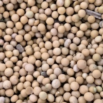 东北快豆黄豆