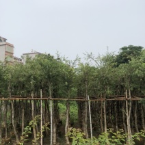 串钱柳红千层
