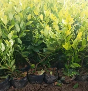 金森女贞色块苗大杯苗庭院绿植工程绿化