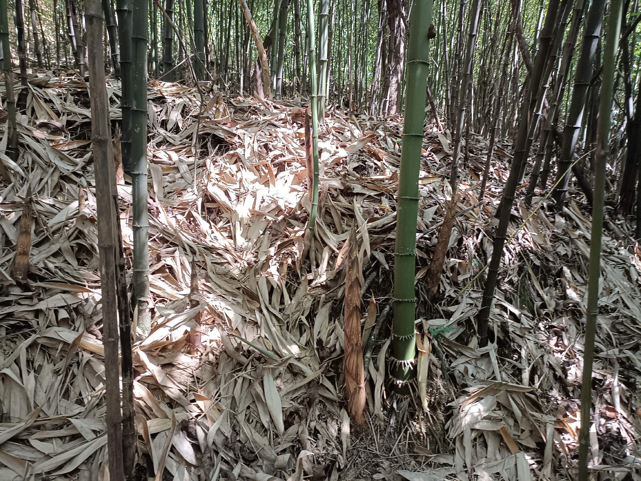 竹荪生长在竹林中