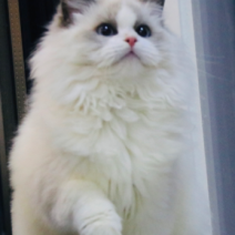 慵懒猫舍布偶繁育