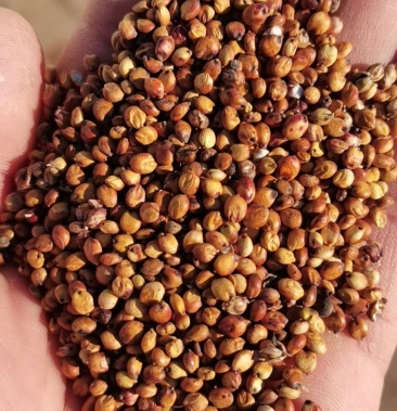 [高粱批发]红糯十六,两糯一号,红樱子价格2.25元/斤 - 一亩田