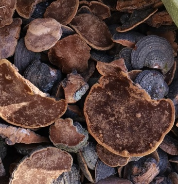 [桑黄批发]野生暴马丁香桑黄 ,质量好新货!价格18.00元/公斤 - 一亩田