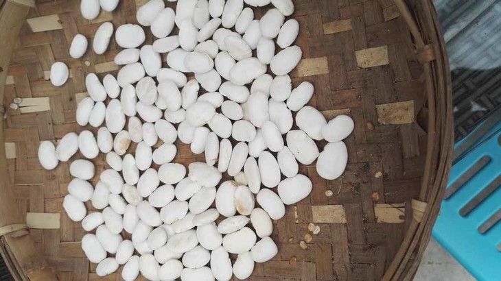 白扁豆食材展示