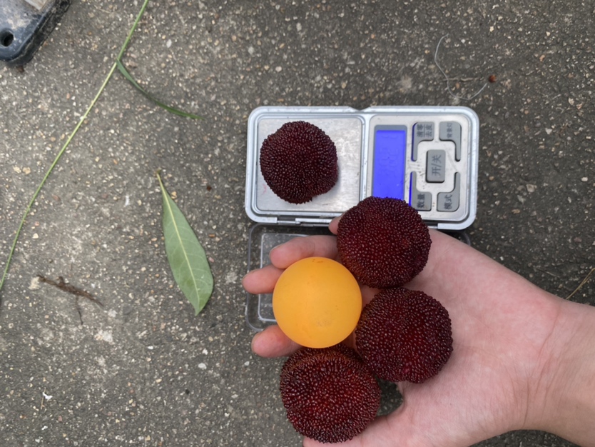 一名穿着白大褂的技术人员正在实验室操作台上用精密电子天平称量一颗紫黑色的东魁杨梅,显示屏清晰显示‘21.3g’,旁边放置记录本和游标卡尺,用于测量果实直径,体现科学检测过程 实验室工作人员使用电子天平称量单颗东魁杨梅