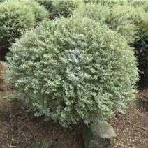 银姬小蜡，彩叶树种产品，颜色鲜艳，适合小区庭院