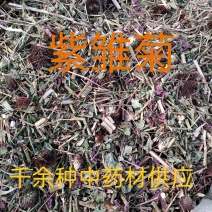 中药材紫雏菊，雏菊新货质量保证，欢迎咨询选购！