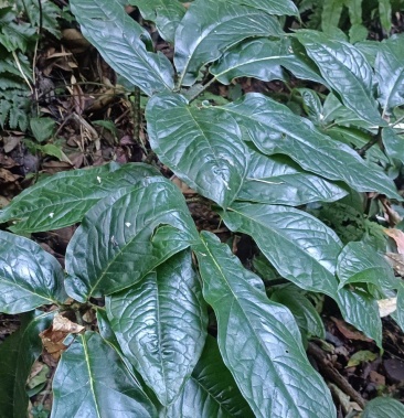 野生雪里见半截烂