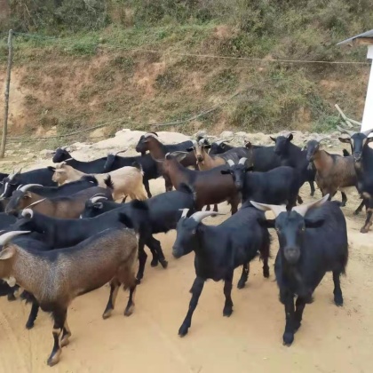 需要小耳山羊的绵羊,优良品种,多胎生产大母羊山羊红鹿奶山羊 纯种