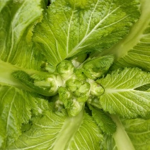 好多多儿菜