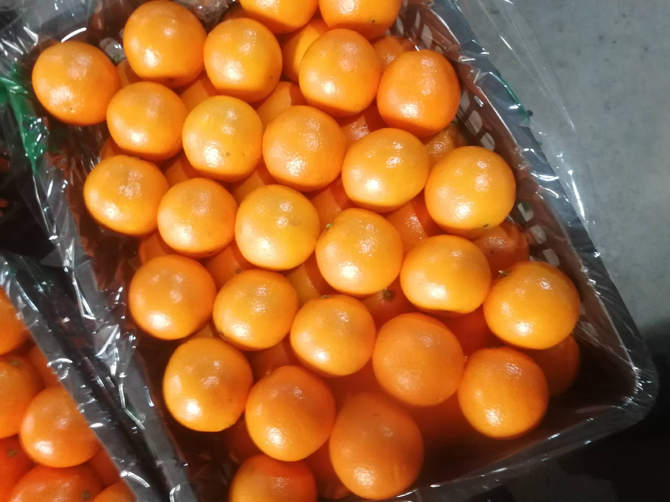 成熟采摘的禅空寺香橙果实特写,果皮呈现鲜艳橙红色,表面光洁无瑕疵,果蒂新鲜绿色,切开后果肉饱满呈深橙色,汁液充盈,可见清晰的放射状维管束结构 禅空寺香橙果实特写