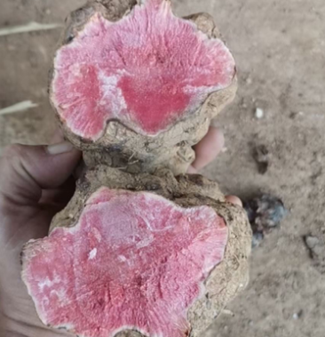 云南红肉土茯苓鲜货野生现挖统货一件起发物流包邮