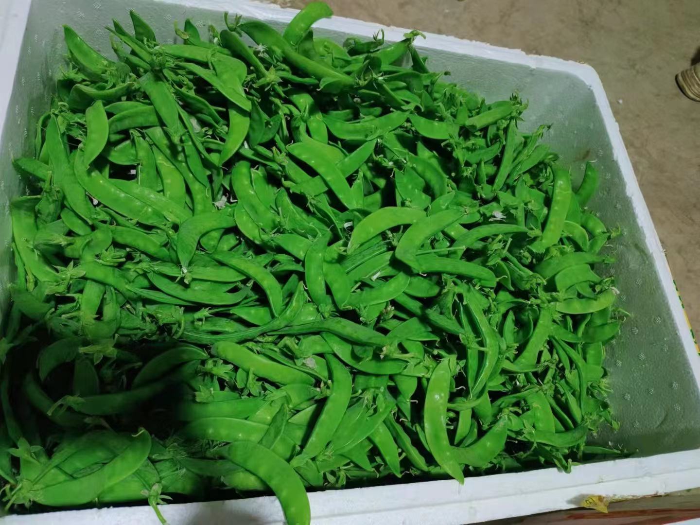 荷兰豆在沸水中焯水,保留绿色和营养 荷兰豆焯水过程