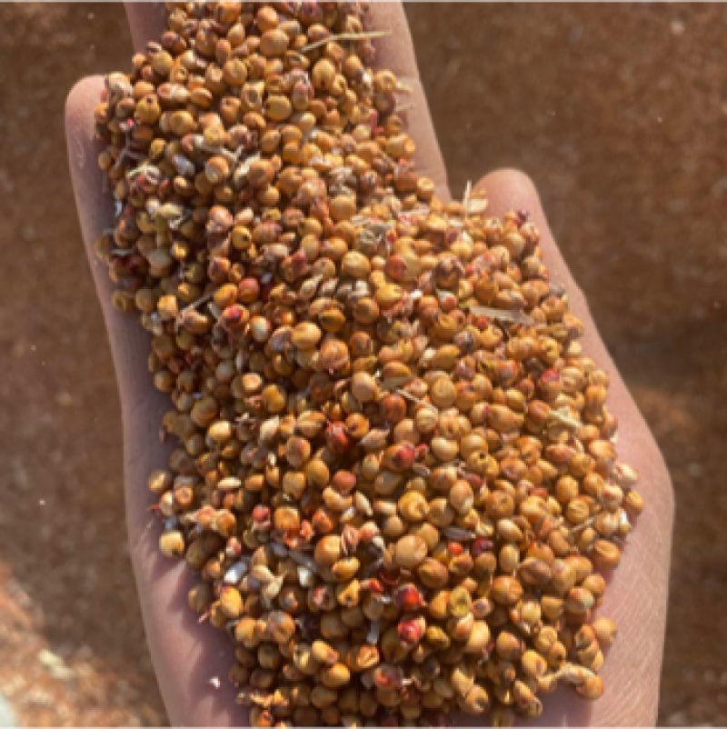 山西五寨精选高粱齐杂33号水份15以下现货出售优质谷子