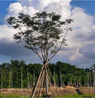 绿化苗木凤凰木全冠货12到42公分一般货精品货