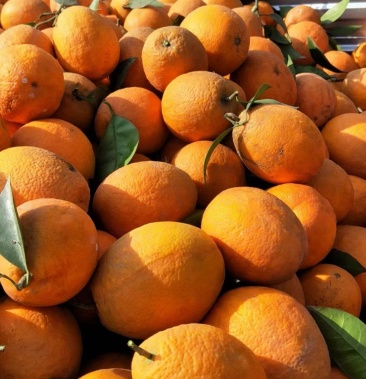 四川南充蓬安锦橙100号鹅蛋柑鲜果子现摘现发新鲜柑橘纯甜