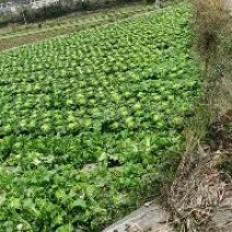 麻叶菜长年有货供应