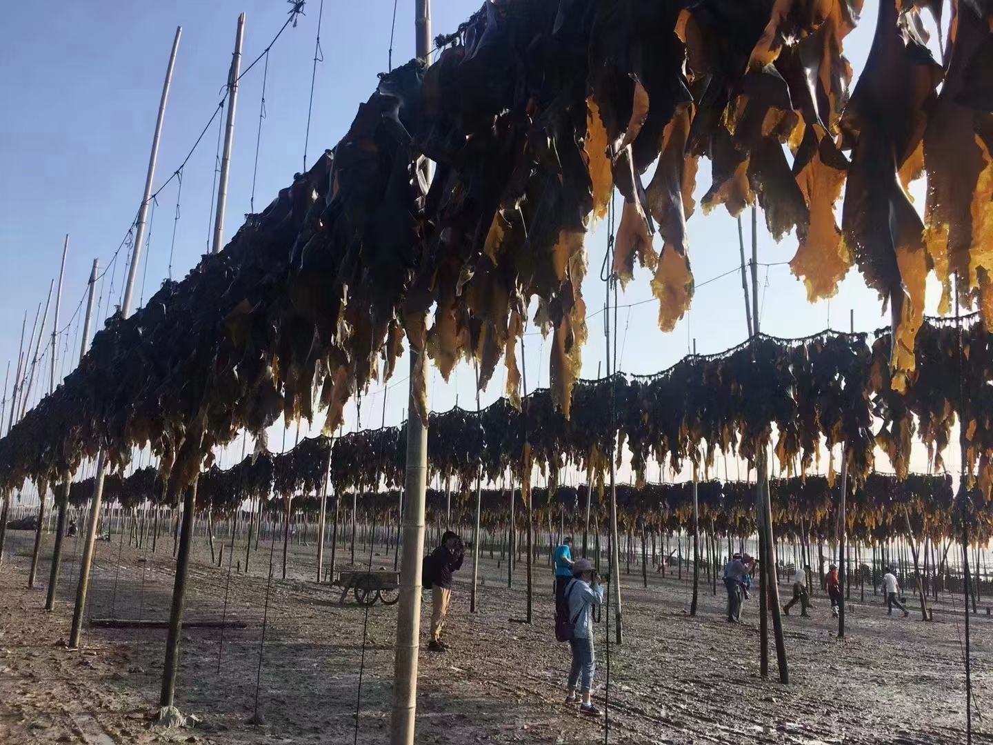 海带在阳光下晾晒的场景