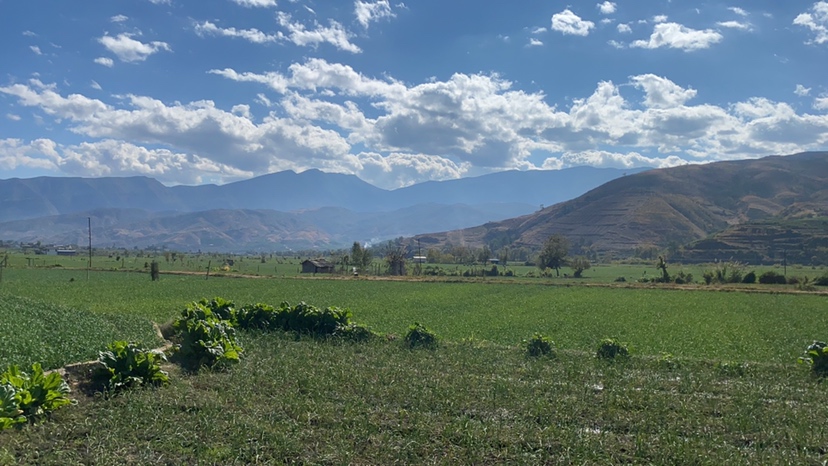 一片高原梯田中的独头蒜种植地,土壤呈红褐色,蒜苗整齐排列,叶片翠绿挺拔,远处有雪山背景,天空湛蓝,展现高海拔纯净生态种植环境 独头蒜种植环境
