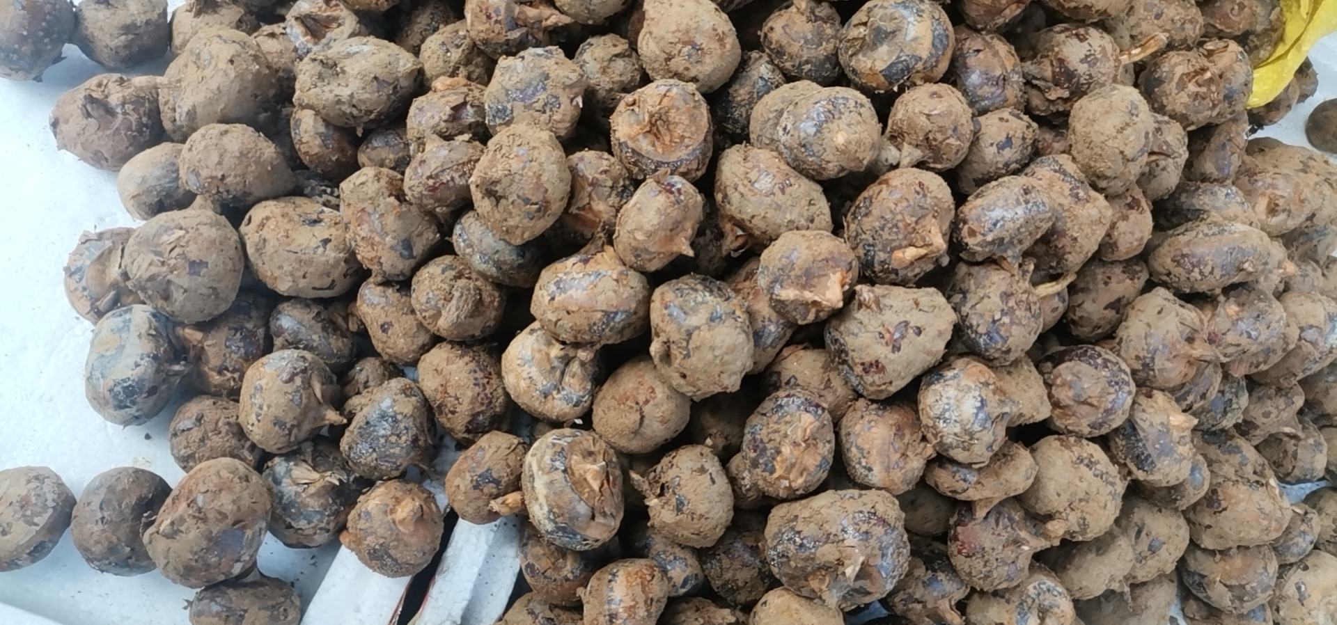 毛马蹄植株生长状态及成熟球茎特写,展示其自然生长环境和果实形态 毛马蹄植株与果实展示