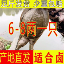 外塘麻辣甲鱼批发，卤甲鱼，6两到8两规格，塘口直发
