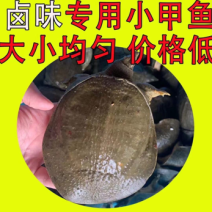 外塘小甲鱼批发，卤甲鱼，塘口现抓现发