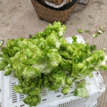 精品儿菜，价格便宜，欢迎订购，保质保量，