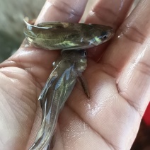 各规格黄骨鱼苗大量批发