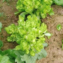 【牛商推荐】品质儿菜产地直销大量上市诚信商家