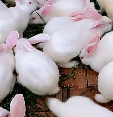 [兔子批发]伊普吕兔獭兔价格100.00元/只 - 一亩田