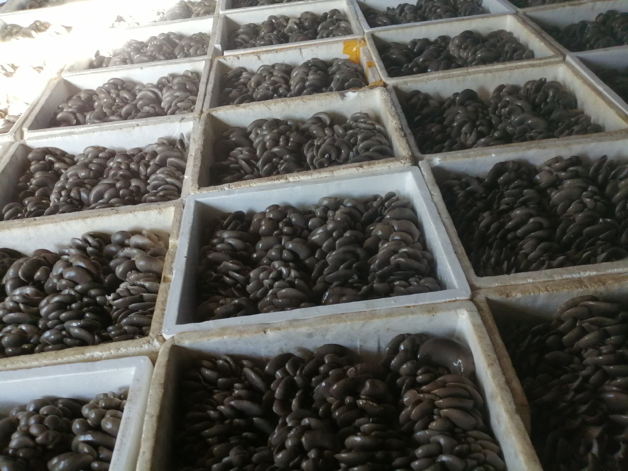 平菇采收与分级包装现场