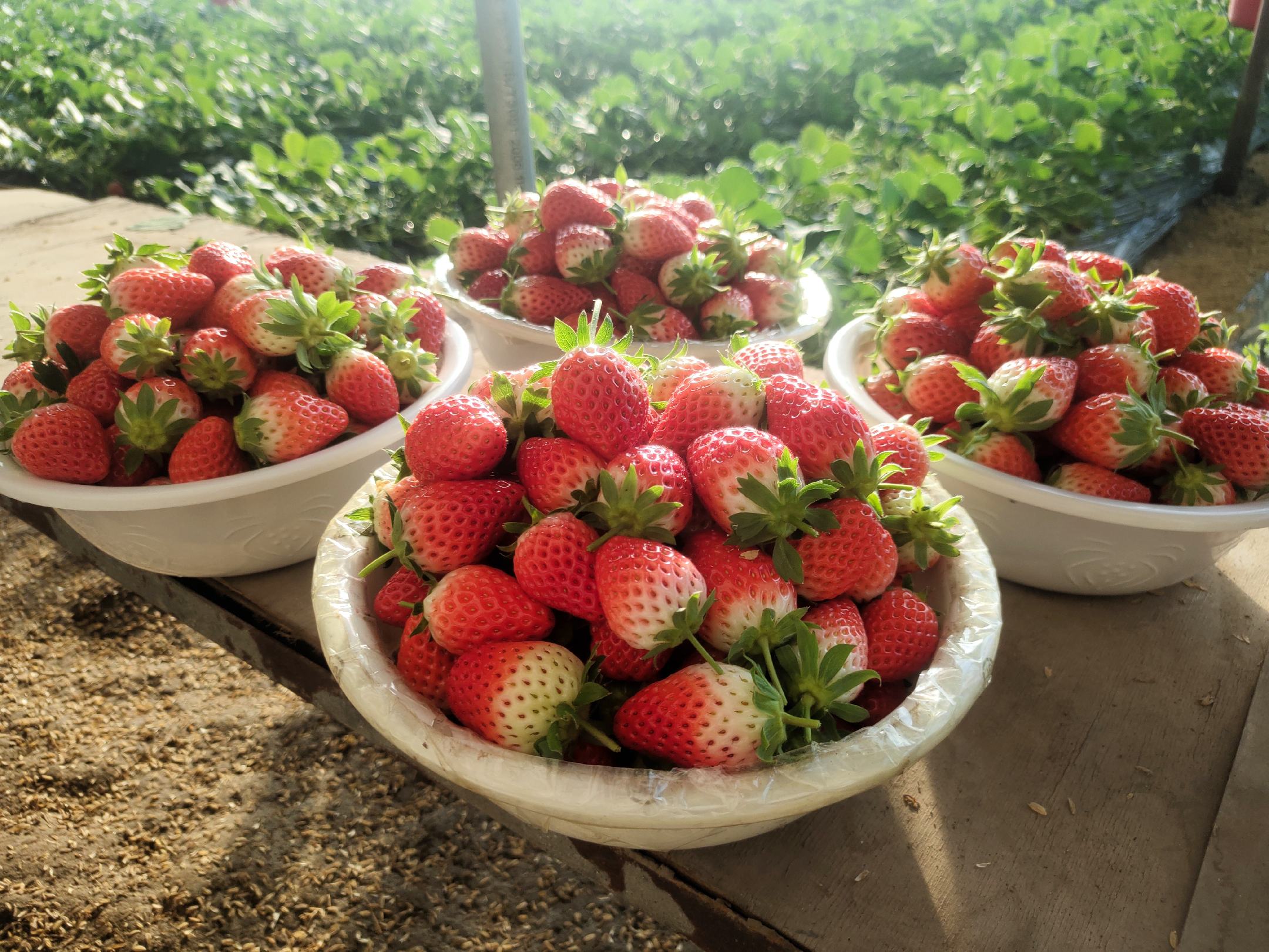 一盘新鲜采摘的甜宝草莓整齐摆放在白色瓷盘中,背景为自然木质桌面,草莓表面带有细小绒毛,果蒂翠绿,部分草莓切开展示内部粉红色果肉,光线柔和,突出其饱满多汁的质感 甜宝草莓特写