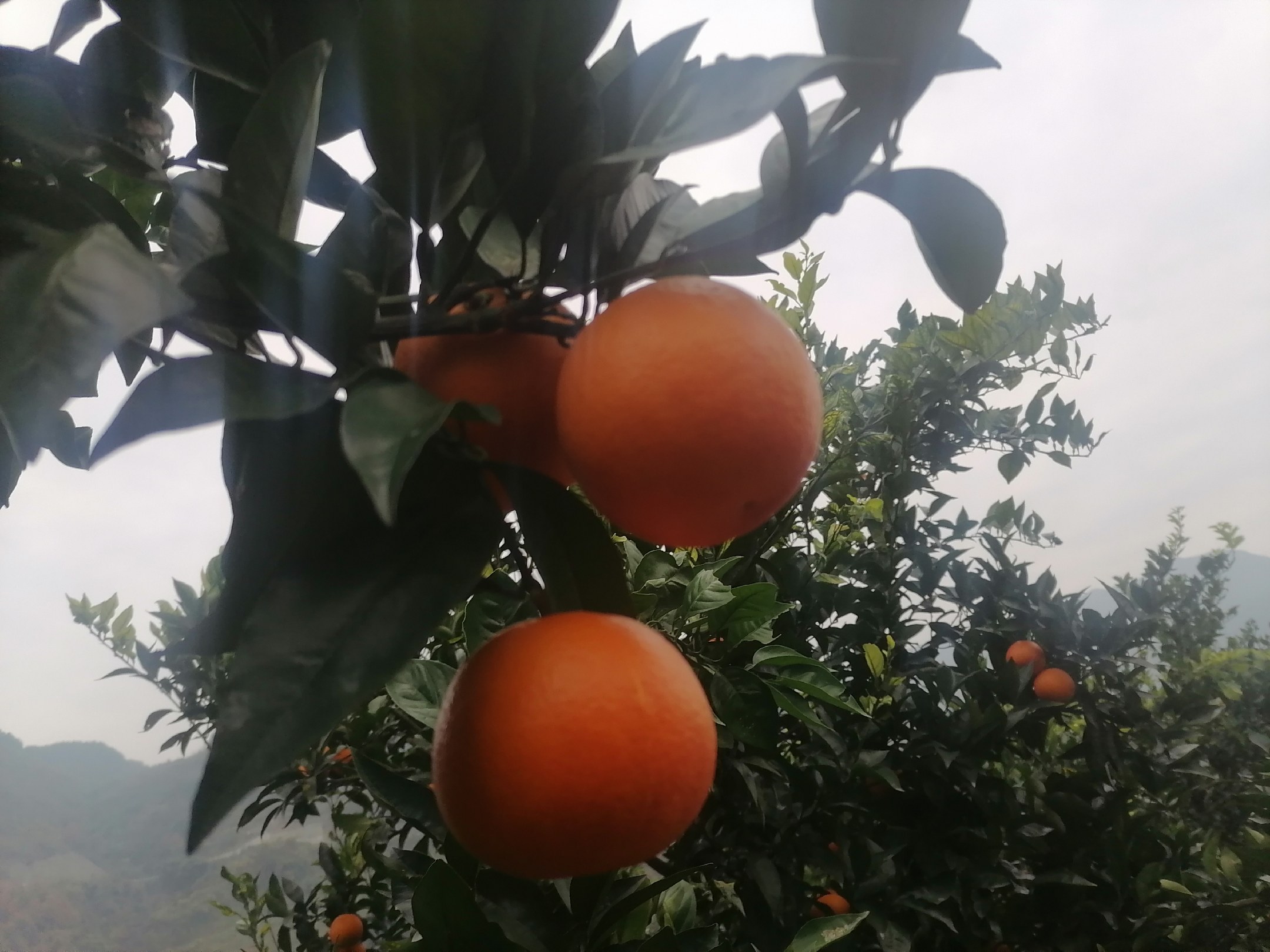 均瑶血橙纤维饮生产线与原料来源展示