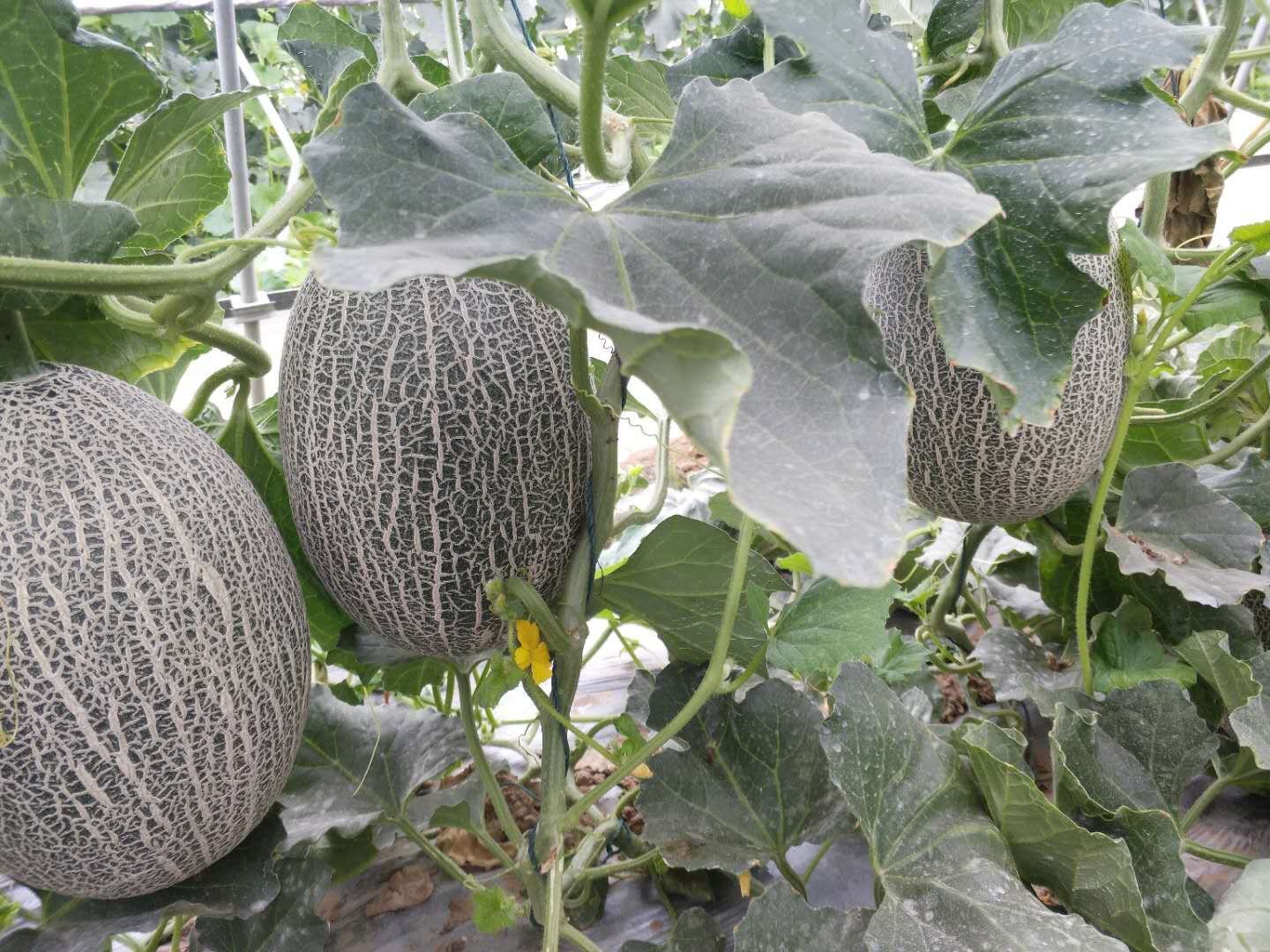 甜瓜不同生长阶段追肥示意图