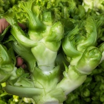 儿菜，质量好，青秀，量大每天可装五万斤以上